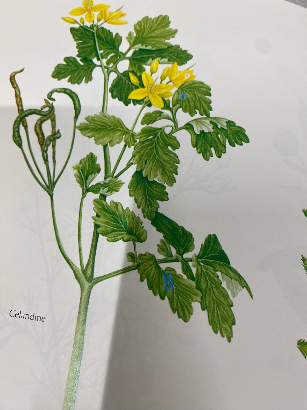 paperback copy of the book Health from God's Garden by Maria Treben - Picture 9 of 15